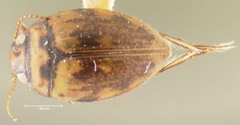 Media type: image;   Entomology 23945 Aspect: habitus dorsal view